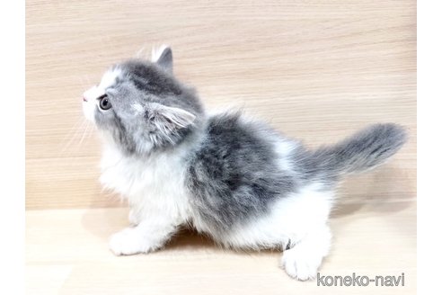 成約済の東京都のラガマフィン-103362の2枚目